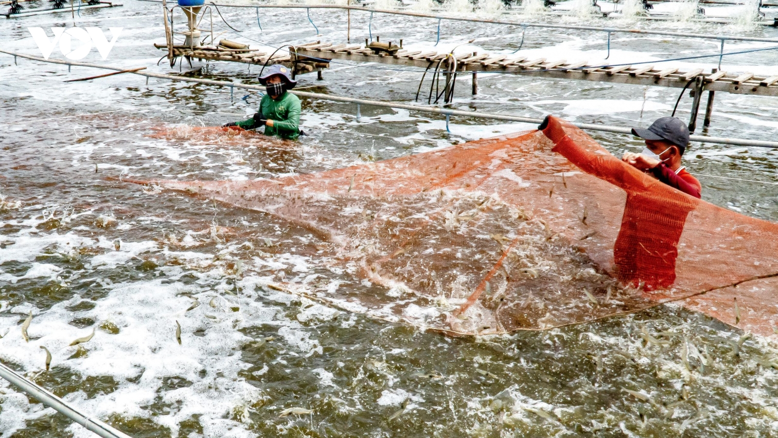 Nhân rộng mô hình nuôi tôm siêu năng suất ở Cà Mau